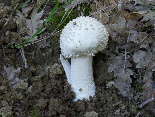 Amanite